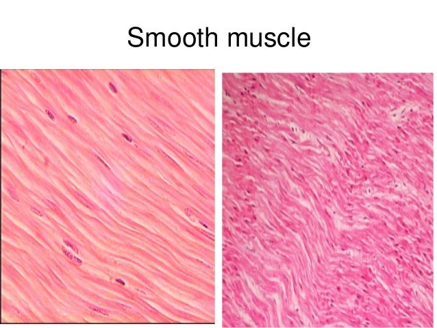 Revision of histology slides