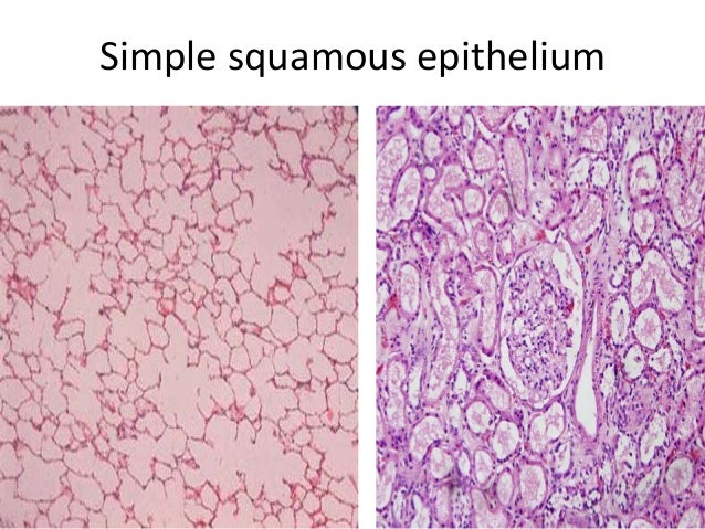 epithelial tissue slides