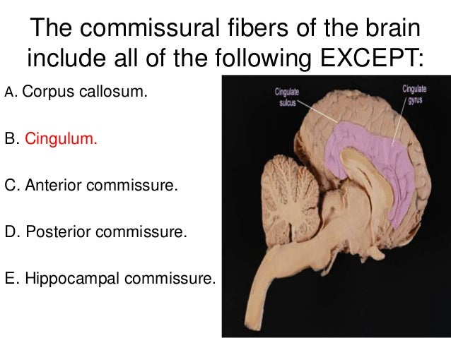functional neuroanatomy of the brain functional neuroanatomy of the brain