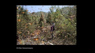 © Ellen Harasimowicz
 