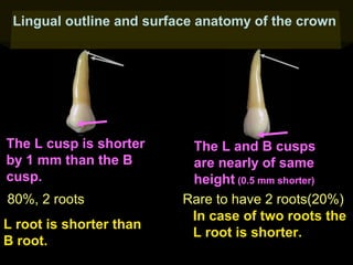 Lingual outline and surface anatomy of the crown
4

The L cusp is shorter
by 1 mm than the B
cusp.
80%, 2 roots
L root is shorter than
B root.

5

The L and B cusps
are nearly of same
height (0.5 mm shorter)
Rare to have 2 roots(20%)
In case of two roots the
L root is shorter.

 