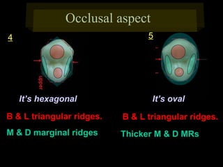 Occlusal aspect
5

4
D

M

It’s hexagonal

D

M

It’s oval

B & L triangular ridges.

B & L triangular ridges.

M & D marginal ridges

Thicker M & D MRs

 