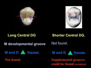 4

5

Long Central DG

Shorter Central DG.

M developmental groove

Not found.

M and D

M and D

Not found.

fossae.

fossae.

Supplemental grooves
could be found (wrinkled)

 