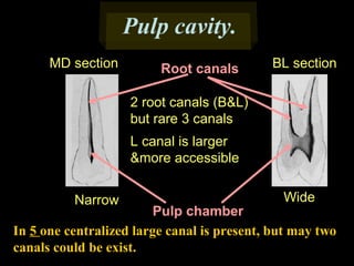 Pulp cavity.
MD section

Root canals

BL section

2 root canals (B&L)
but rare 3 canals
L canal is larger
&more accessible
Narrow

Wide

Pulp chamber
In 5 one centralized large canal is present, but may two
canals could be exist.

 