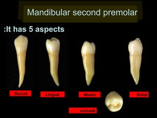 Mandibular second premolar
:It has 5 aspects

Buccal

Lingual

Mesial

occlusal

Distal

 