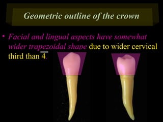 Geometric outline of the crown
• Facial and lingual aspects have somewhat
wider trapezoidal shape due to wider cervical
third than 4.

 