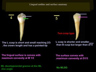 Lingual outline and surface anatomy

4

5

Two cusp type

The L cusp is short and small reaching 2/3
. the crown length and has a pointed tip

L cusp is shorter and smaller
than B cusp but larger than of 4

The lingual surface is convex with
maximum convexity at M 1/3

The surface convex with
.maximum convexity at O1/3

ML developmental groove at the ML
.line angle

No MLDG

 