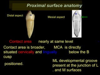 Proximal surface anatomy
Distal aspect

Mesial aspect

.
Contact area
nearly at same level
Contact area is broader,
MCA is directly
situated cervically and lingually
below the B
cusp
ML developmental groove
positioned.
present at the junction of L
. and M surfaces

 