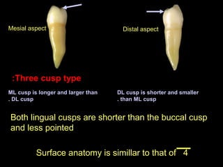 Mesial aspect

Distal aspect

:Three cusp type
ML cusp is longer and larger than
. DL cusp

DL cusp is shorter and smaller
. than ML cusp

Both lingual cusps are shorter than the buccal cusp
and less pointed
Surface anatomy is simillar to that of 4

 