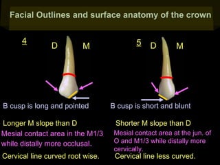 Facial Outlines and surface anatomy of the crown
4

D

M

B cusp is long and pointed
Longer M slope than D
Mesial contact area in the M1/3
while distally more occlusal.
Cervical line curved root wise.

5

D

M

B cusp is short and blunt
Shorter M slope than D
Mesial contact area at the jun. of
O and M1/3 while distally more
cervically.

Cervical line less curved.

 