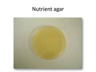 Nutrient agar
 