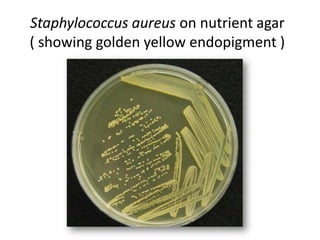 Staphylococcus aureus on nutrient agar
( showing golden yellow endopigment )
 