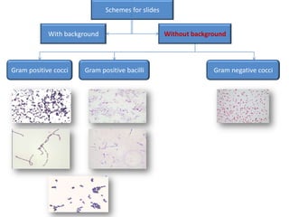 Schemes for slides
With background Without background
Gram positive cocci Gram positive bacilli Gram negative cocci
 