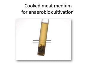 Cooked meat medium
for anaerobic cultivation
 