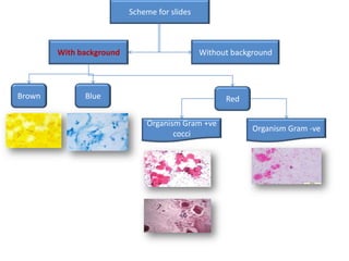 Scheme for slides
With background Without background
Brown Blue Red
Organism Gram +ve
cocci
Organism Gram -ve
 