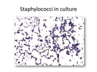 Staphylococci in culture
 