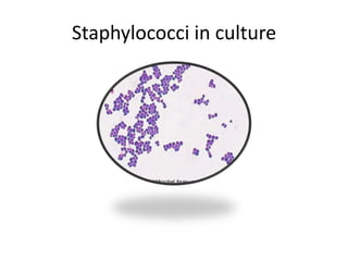Staphylococci in culture
 