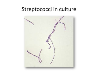 Streptococci in culture
 