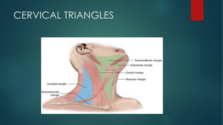 CERVICAL TRIANGLES
 