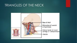 TRIANGLES OF THE NECK
 