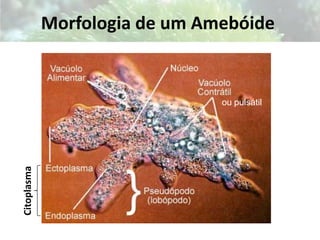 A superfície externa do vírus interage com a superfície celular do hospedeiro;BacteriófagoCapsídeo (cabeça)BainhaFibra da caudaPinoPlaca basal