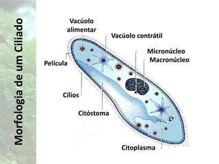 PenetraçãoAdsorçãoCICLO LÍTICO DE UM BACTERIÓFAGODegeneração de cromossomosBiossínteseLiberaçãoMaturação