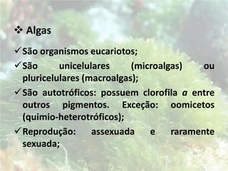 REINO MONERAProcariotos;