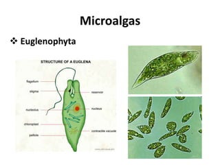 DNA é um cromossomo circular;