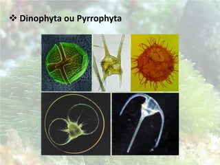 Não possuem organelas revestidas por membranas;