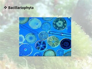 A parede celular é formada pelo polissacarídeo peptideoglicano;