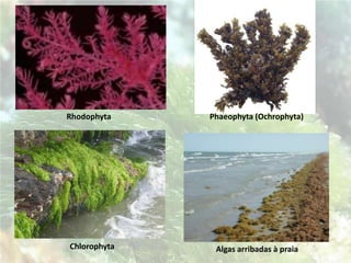 Normalmente dividem-se ou reproduzem-se por fissão binária (bipartição).
