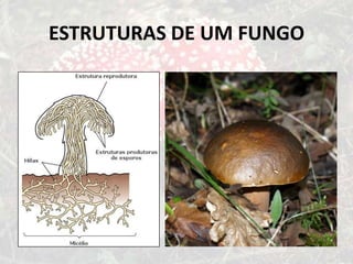 Variabilidade GenéticaTransformaçãoConjugaçãoTransdução
