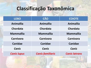 Classificação Taxonômica