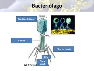 Possuem cobertura protéica (envelope de lipídeos, proteínas ou carboidratos) envolvendo o ácido nucléico;