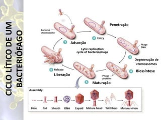São parasitas intracelulares obrigatórios;
