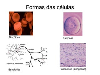 Formas das células
Esféricas
Fusiformes (alongadas)
Discóides
Estreladas
 