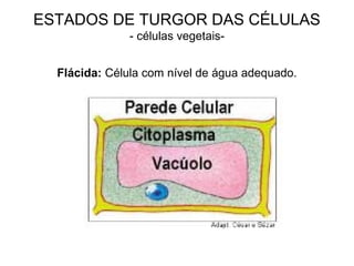 ESTADOS DE TURGOR DAS CÉLULAS
- células vegetais-
Flácida: Célula com nível de água adequado.
 