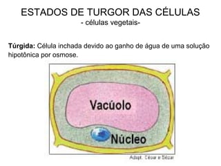 ESTADOS DE TURGOR DAS CÉLULAS
- células vegetais-
Túrgida: Célula inchada devido ao ganho de água de uma solução
hipotônica por osmose.
 