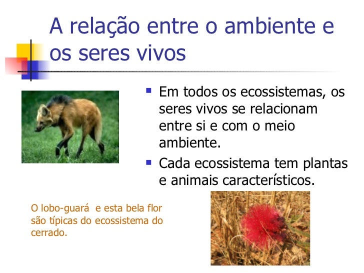 Qual Dos Seguintes Grupos Inclui Organismos Mais Relacionados Entre Si