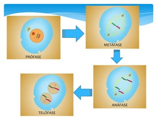 METÁFASE
PRÓFASE

ANÁFASE
TELÓFASE

 