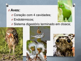 O Aves:
O Coração com 4 cavidades;

O Endotérmicos;
O Sistema digestório terminado em cloaca;

 