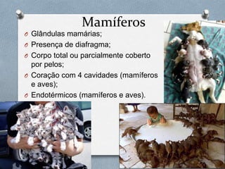 Mamíferos
O Glândulas mamárias;
O Presença de diafragma;

O Corpo total ou parcialmente coberto

por pelos;
O Coração com 4 cavidades (mamíferos
e aves);
O Endotérmicos (mamíferos e aves).

 