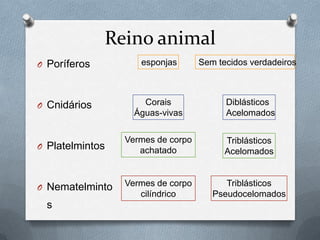 Reino animal
O Poríferos

esponjas

O Cnidários

Corais
Águas-vivas

Diblásticos
Acelomados

O Platelmintos

Vermes de corpo
achatado

Triblásticos
Acelomados

O Nematelminto

Vermes de corpo
cilíndrico

Triblásticos
Pseudocelomados

s

Sem tecidos verdadeiros

 