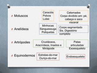 O Moluscos

Caracóis
Polvos
Lulas

O Anelídeos

Minhocas
Sanguessuga
Poliquetas

O Artrópodes

O Equinodermos

Celomados
Corpo dividido em: pé,
cabeça e saco
visceral
Corpo segmentado
Sis. Digestório
completo

Crustáceos,
Aracnídeos, Insetos e
Miriápode
Estrelas-do-mar
Ouriço-do-mar

Patas
articuladas
Exoesqueleto
Endoesqueleto

 