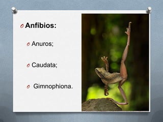 O Anfíbios:
O Anuros;

O Caudata;

O Gimnophiona.

 