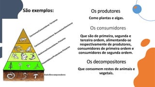 Como plantas e algas.
Os produtores
Os consumidores
Que são de primeira, segunda e
terceira ordem, alimentando-se
respectivamente de produtores,
consumidores de primeira ordem e
consumidores de segunda ordem.
Que consomem restos de animais e
vegetais.
Os decompositores
São exemplos:
 