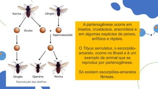 A partenogênese ocorre em
insetos, crustáceos, aracnídeos e
em algumas espécies de peixes,
anfíbios e répteis.
O Tityus serrulatus, o escorpião-
amarelo, ocorre no Brasil e é um
exemplo de animal que se
reproduz por partenogênese.
Só existem escorpiões-amarelos
fêmeas.
 