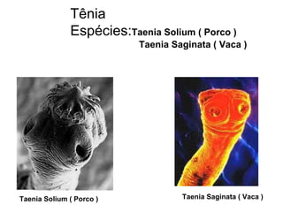 Taenia Solium ( Porco )                                                                          Taenia Saginata ( Vaca ) Tênia Espécies: Taenia Solium ( Porco ) Taenia Saginata ( Vaca ) 