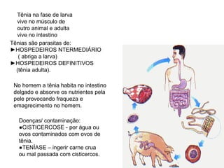 Tênia na fase de larva vive no músculo de outro animal e adulta vive no intestino Tênias são parasitas de:  ► HOSPEDEIROS NTERMEDIÁRIO  ( abriga a larva) ► HOSPEDEIROS DEFINITIVOS (tênia adulta). No homem a tênia habita no intestino delgado e absorve os nutrientes pela pele provocando fraqueza e emagrecimento no homem. Doenças/ contaminação: ● CISTICERCOSE - por água ou ovos contaminados com ovos de tênia. ● TENÍASE – ingerir carne crua ou mal passada com cisticercos. 