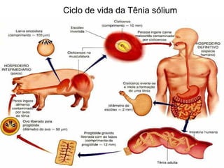 Ciclo de vida da Tênia sólium 